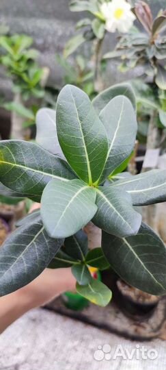 Адениум арабикум