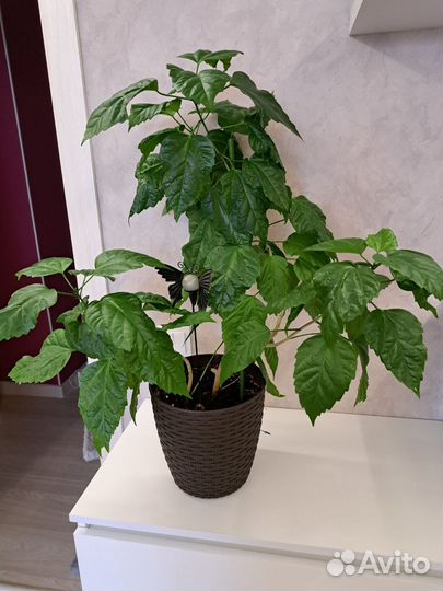 Гибискус китайская роза