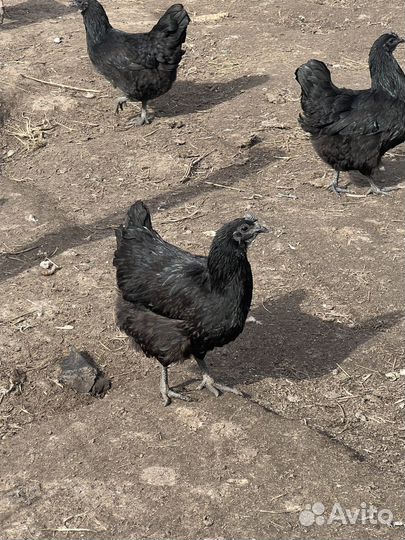 Инкубационные яйца Ухейилюй