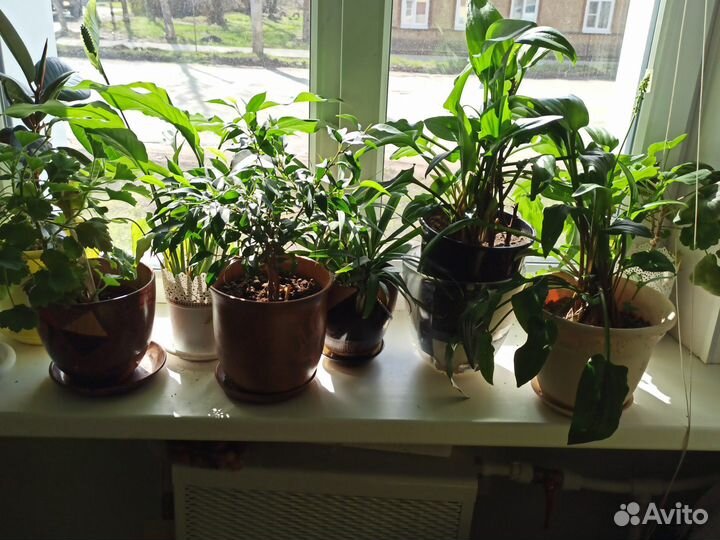 Комнатные цветы, драцена, спатифиллум. Герани