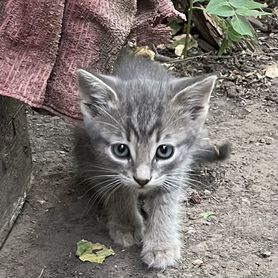 Котята в добрые руки даром