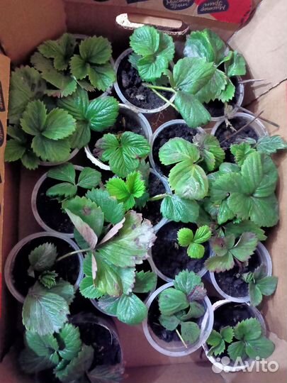 Усы Виктории