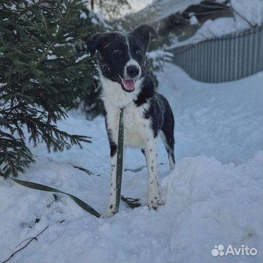 Собака в добрые руки