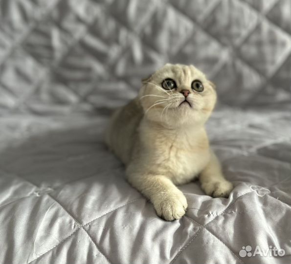 Шотландский мальчик