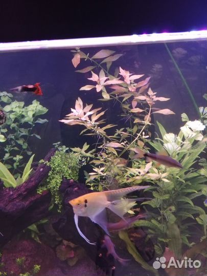 Аквариумная прополка