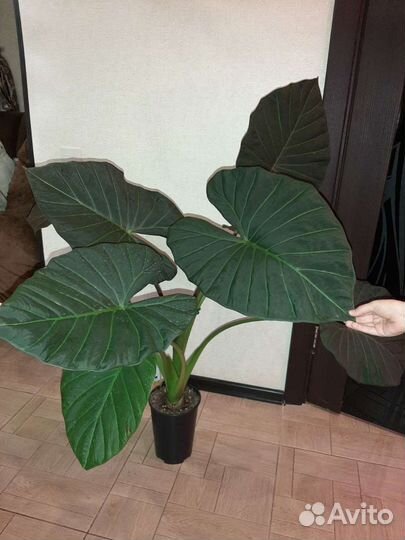 Алоказия Регал Шилдс