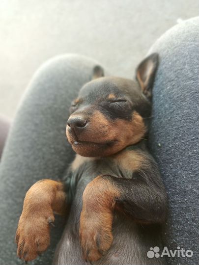 Щенки цвергпинчера