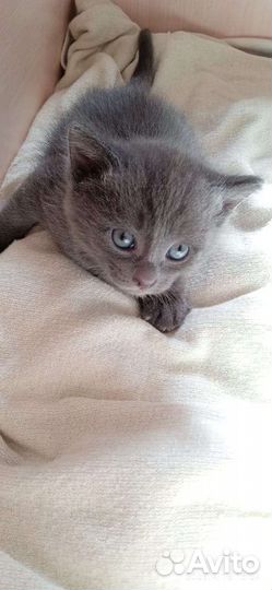 Котята в добрые руки бесплатно