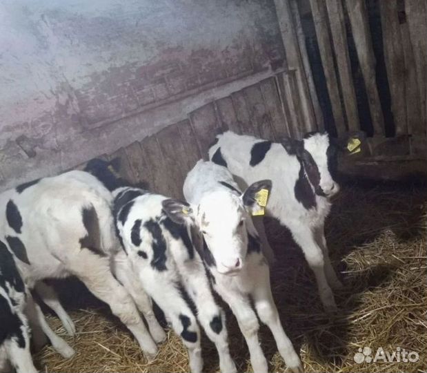 Телята мясных пород