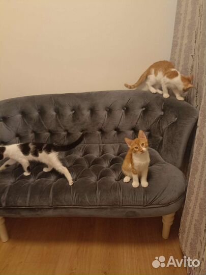 Котята в добрые руки бесплатно