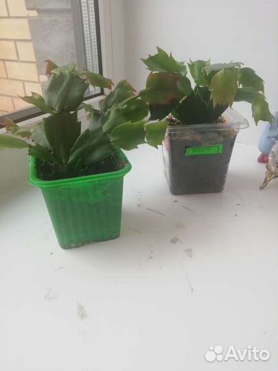 Шлюмбергера золотой