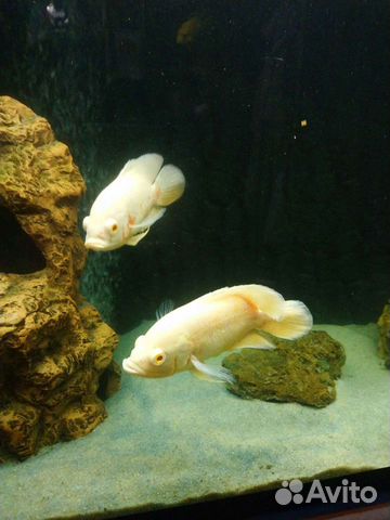 Рыба Астронотус альбинос