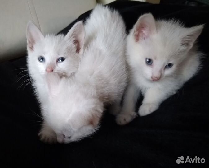 Белые котята