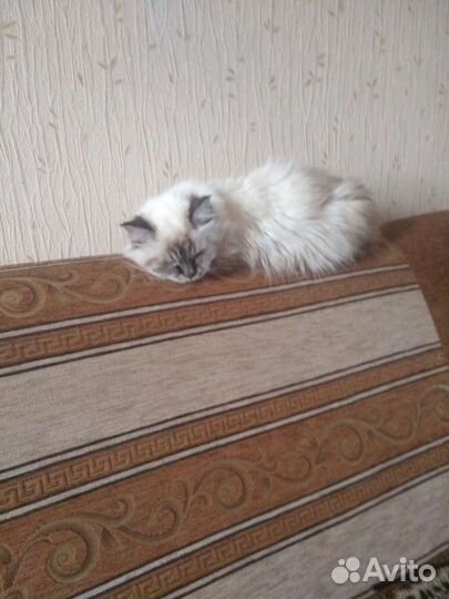 Передержка кошек, собак, грызунов. Котоняня