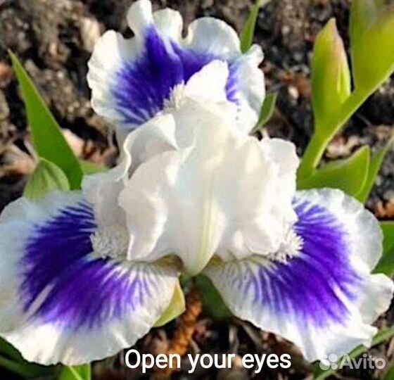 Ирис карликовый