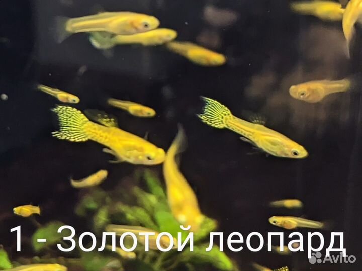 Гуппи эндлера