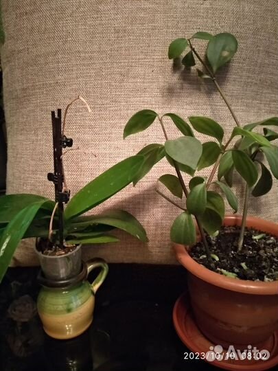 Комнатные растения