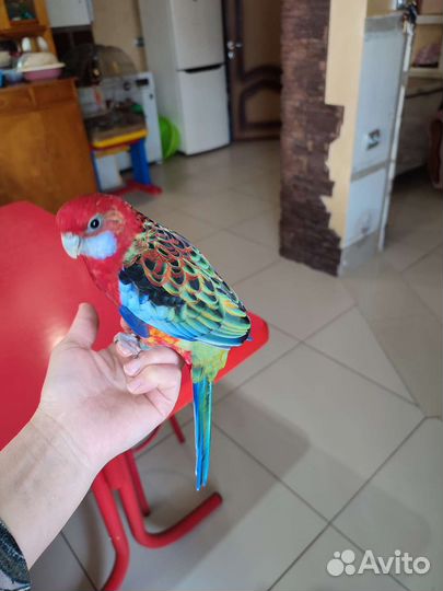 Попугай розелла