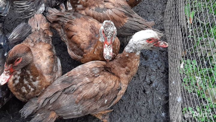 Мускусные утки тяжелые линии