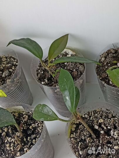 Хойя карноза. Монстера