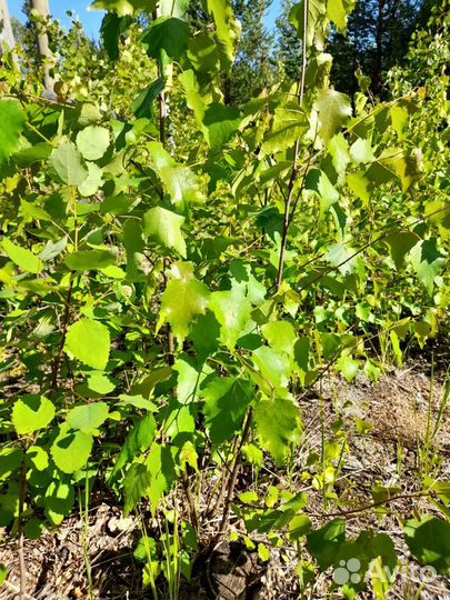 Саженцы рябины, берёз, сирени, черноплодной рябины