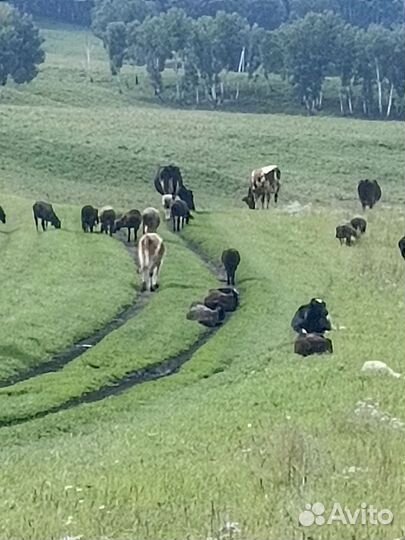 Коровы, быки