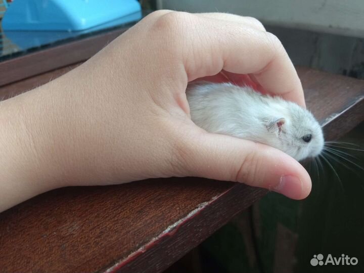 Джунгарский хомяк