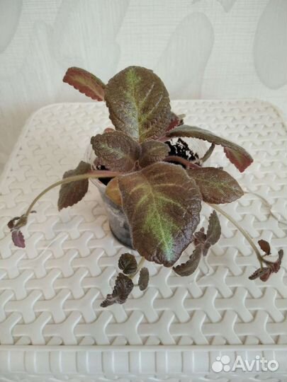 Цветы для дома и офиса