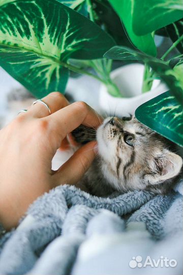 Мальчик 1,5-2 мес в добрые руки