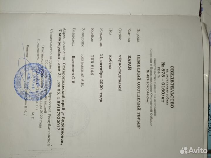 Щенок ягдтерьера