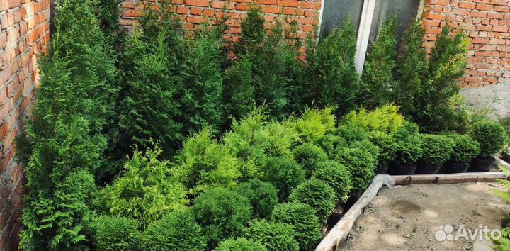 Хвойные растения