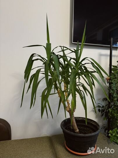 Юкка растение