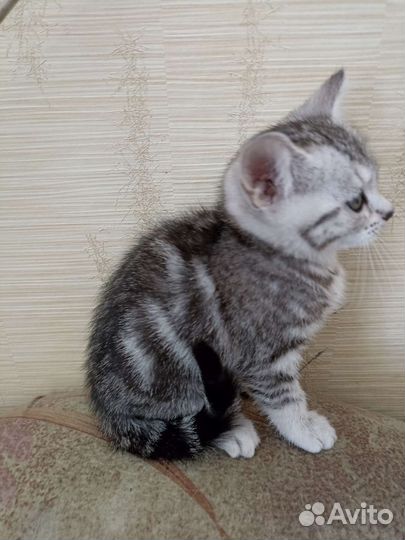 Британская кошка