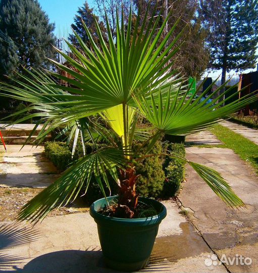 Семена Вашингтонии Нитчатой