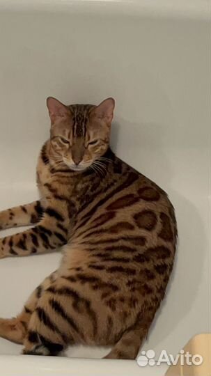 Бенгальский кот