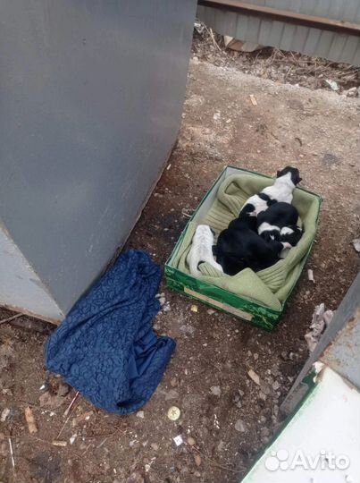 Верные друзья