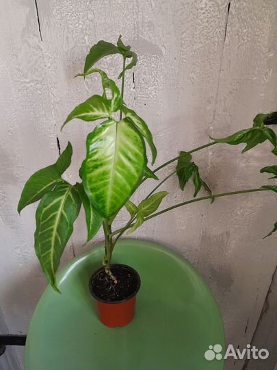 Сингониум auritum ушковидный