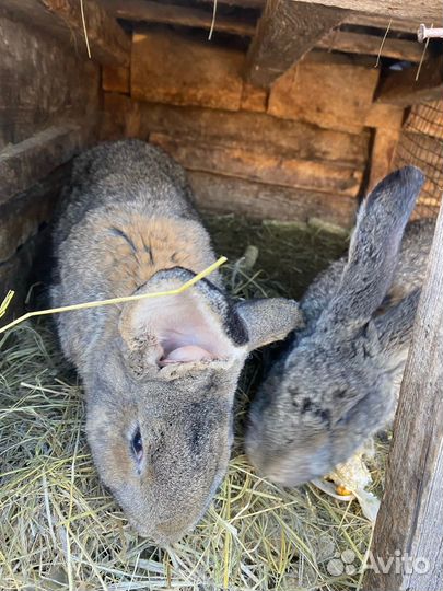 Кролики разных пород