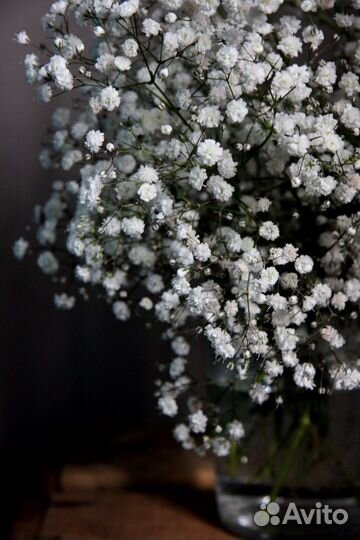 Гипсофила Доставка цветов гипсофил