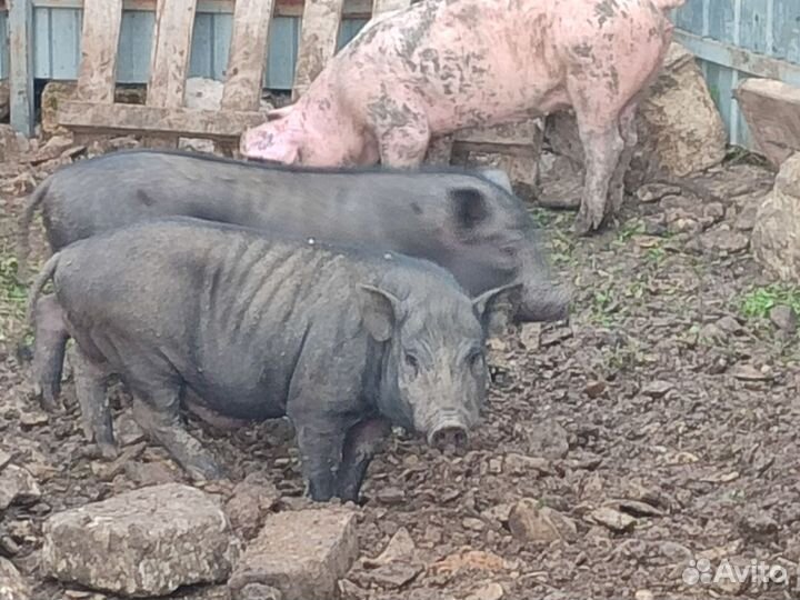 Вьетнамские поросята 6 месяцев