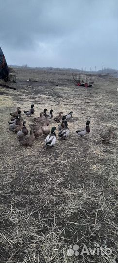 Дикие подсадные утки