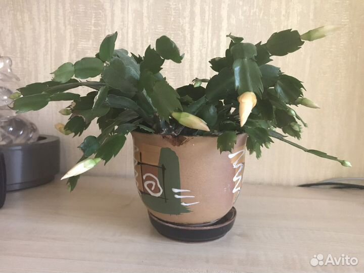 Декабрист с жёлтыми цветами в горшке