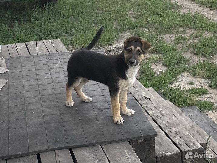 Щенок в добрые руки