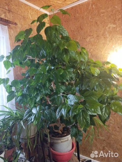 Гибискус китайская роза