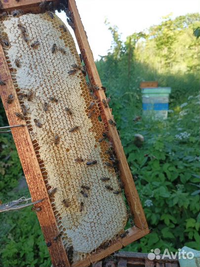 Пчелосемьи