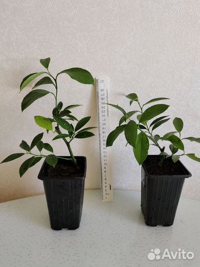 Лимон Мейера, привитый