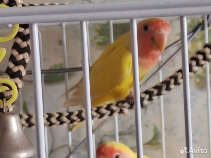 Попугай неразлучник