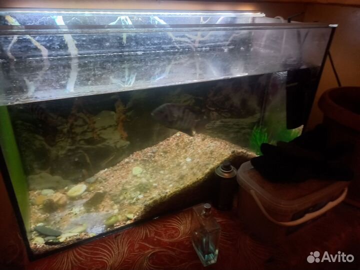 Аквариумн и рыба