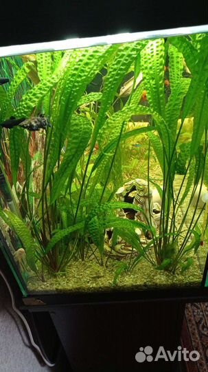 Растение, оборудование и рыбки