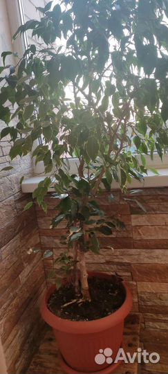 Фикус бенджамина